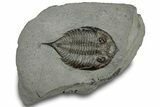 Dalmanites Trilobite Fossil - New York #308242-1